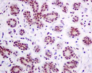 Immunohistochemistry (Formalin/PFA-fixed paraffin-embedded sections) - Anti-MPG/AAG antibody [EPR10959(B)] - BSA and Azide free (AB249186)