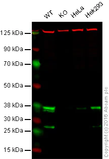 Western blot - Anti-MPG/AAG antibody [EPR10959(B)] - BSA and Azide free (AB249186)