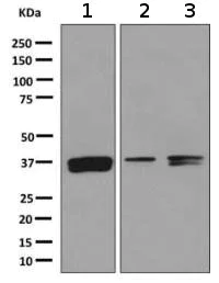 Western blot - Anti-MPG/AAG antibody [EPR10959(B)] - BSA and Azide free (AB249186)