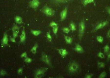Immunocytochemistry/ Immunofluorescence - Anti-MPP2/DLG2 antibody (AB231634)