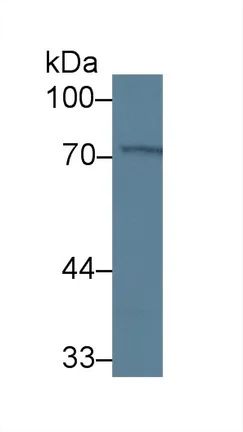 Western blot - Anti-MPP2/DLG2 antibody (AB231634)