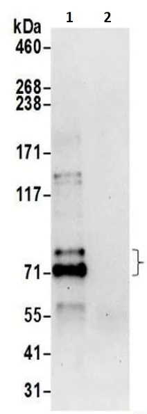 Immunoprecipitation - Anti-MPP5/Pals1 antibody (AB217068)