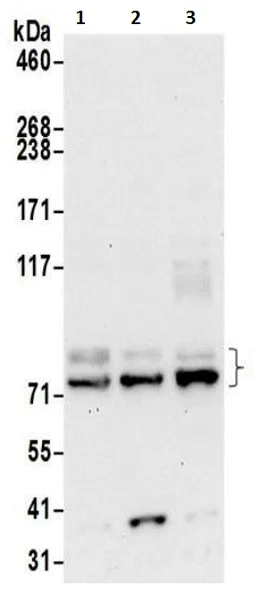 Western blot - Anti-MPP5/Pals1 antibody (AB217068)