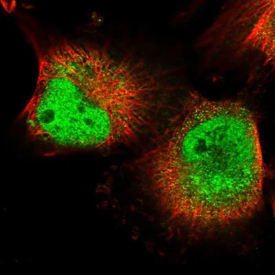 Immunocytochemistry/ Immunofluorescence - Anti-MPP8 antibody (AB122611)