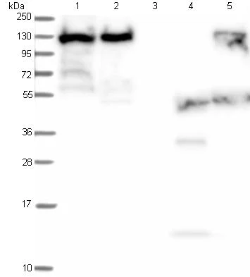 Western blot - Anti-MPP8 antibody (AB122611)
