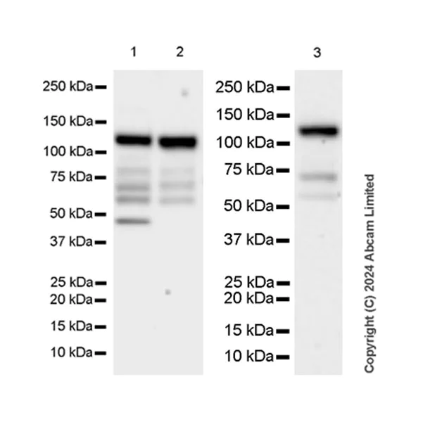 Western blot - Anti-MPP8 antibody [EPR28268-120] (AB322868)