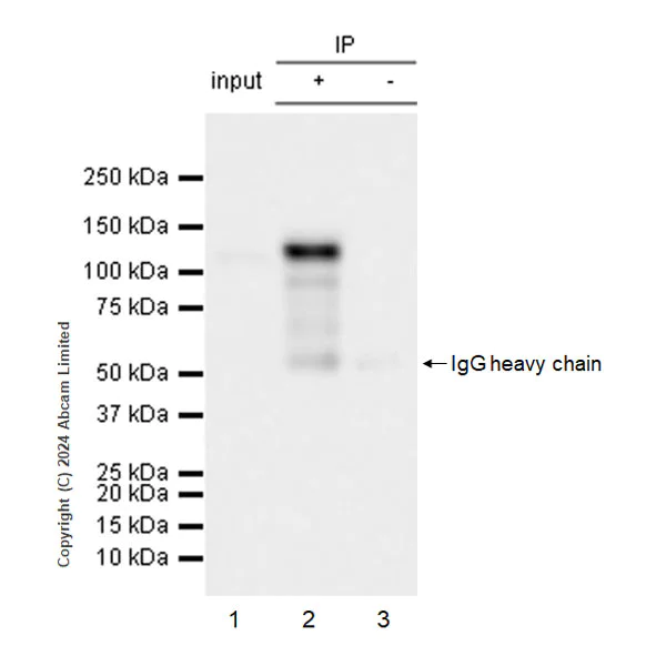 Immunoprecipitation - Anti-MPP8 antibody [EPR28268-120] - BSA and Azide free (AB324793)