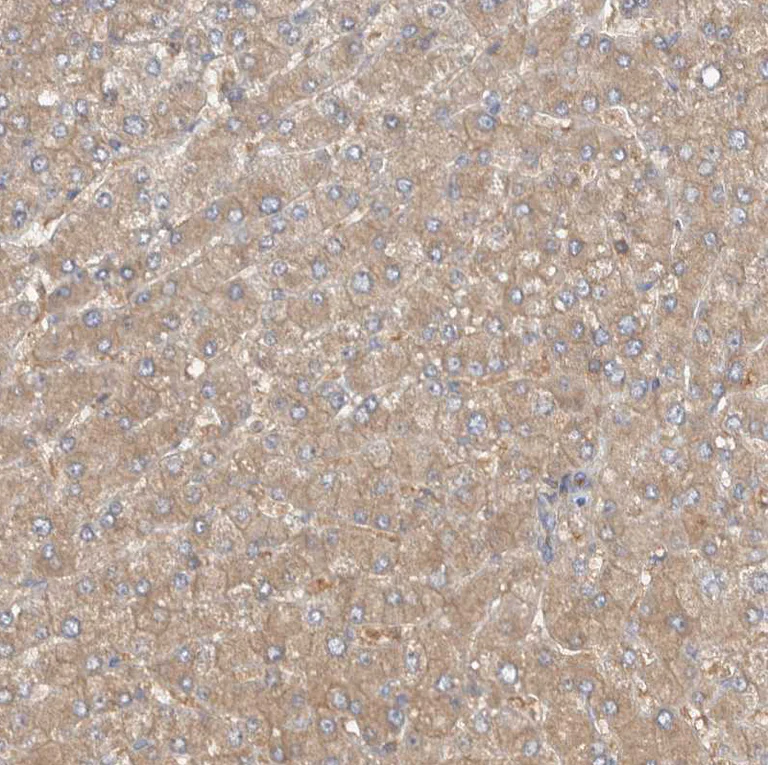 Immunohistochemistry (Formalin/PFA-fixed paraffin-embedded sections) - Anti-MPRIP antibody (AB251741)
