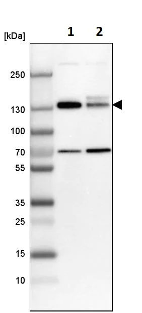 Western blot - Anti-MPRIP antibody (AB251741)