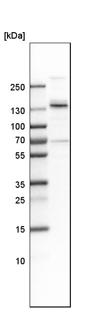 Western blot - Anti-MPRIP antibody (ab251741), expandable thumbnail