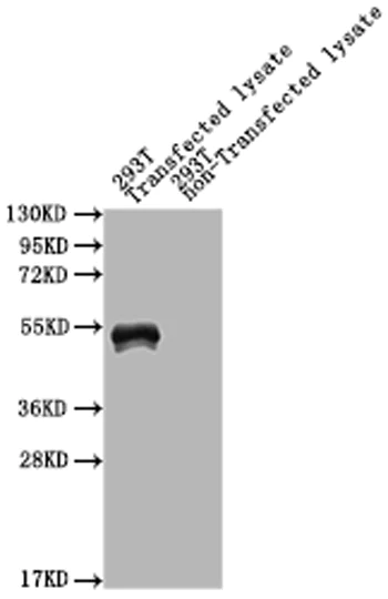 Western blot - Anti-MPT64 antibody (AB193435)