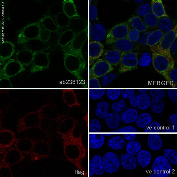 Immunocytochemistry/ Immunofluorescence - Anti-MPTX+MPTX2 antibody [EPR20920-19] - BSA and Azide free (AB269857)