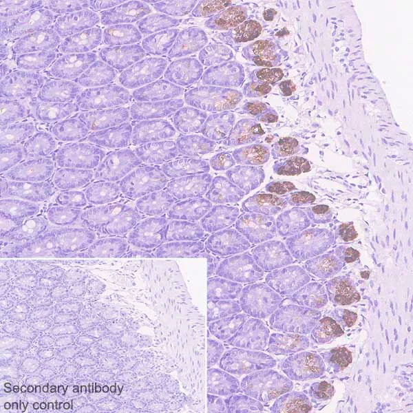 Immunohistochemistry (Formalin/PFA-fixed paraffin-embedded sections) - Anti-MPTX+MPTX2 antibody [EPR20920-19] - BSA and Azide free (AB269857)