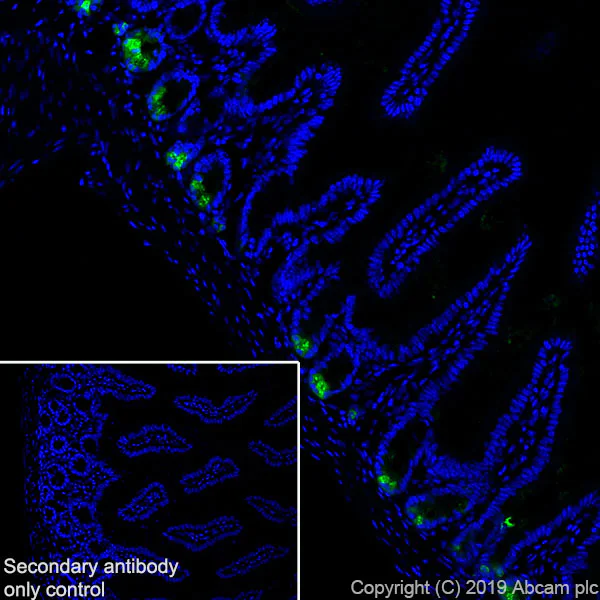 Immunohistochemistry (Frozen sections) - Anti-MPTX+MPTX2 antibody [EPR20920-19] - BSA and Azide free (AB269857)