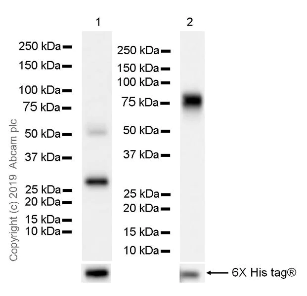 Western blot - Anti-MPTX+MPTX2 antibody [EPR20920-19] - BSA and Azide free (AB269857)