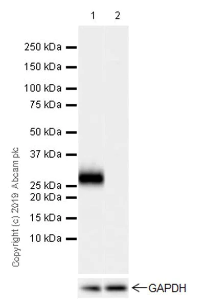 Western blot - Anti-MPTX+MPTX2 antibody [EPR20920-19] - BSA and Azide free (AB269857)