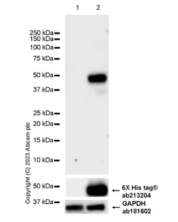 Western blot - Anti-MR1 antibody [EPR25671-79] (AB308502)
