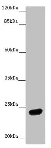 Western blot - Anti-MRas antibody (AB230245)