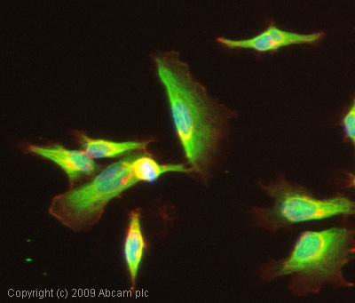 Immunocytochemistry/ Immunofluorescence - Anti-MRas antibody (AB26303)