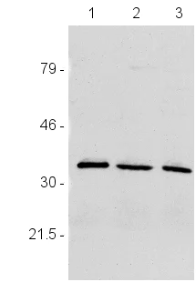 Western blot - Anti-MRas antibody (AB26303)