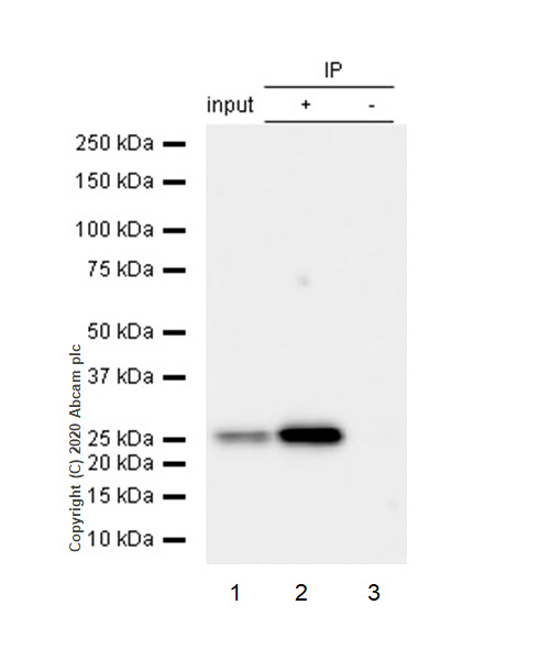 Immunoprecipitation - Anti-MRas antibody [EPR12457] - BSA and Azide free (AB240194)