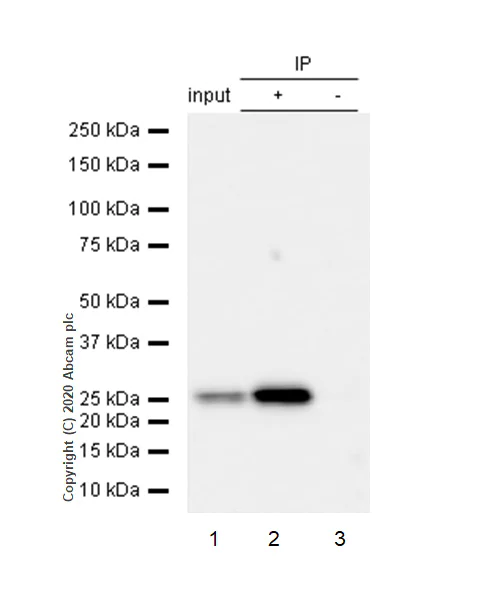 Immunoprecipitation - Anti-MRas antibody [EPR12457] - BSA and Azide free (AB240194)