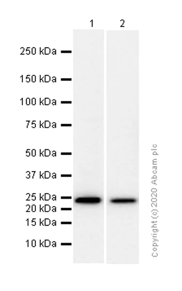 Western blot - Anti-MRas antibody [EPR12457] - BSA and Azide free (AB240194)