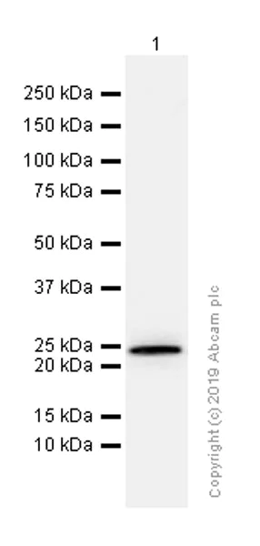 Western blot - Anti-MRas antibody [EPR12457] - BSA and Azide free (AB240194)