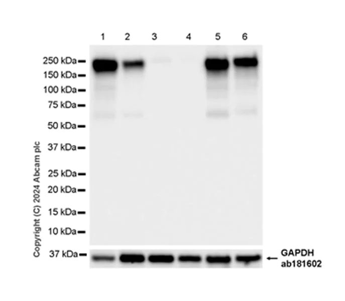 Western blot - Anti-MRC2/ENDO180 antibody [EPR29048-48] - BSA and Azide free (AB317324)
