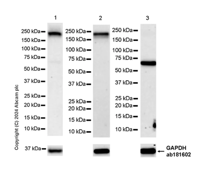 Western blot - Anti-MRC2/ENDO180 antibody [EPR29048-48] - BSA and Azide free (AB317324)