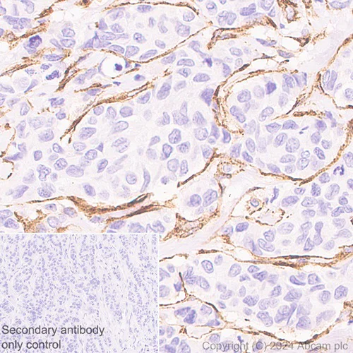 Immunohistochemistry (Formalin/PFA-fixed paraffin-embedded sections) - Anti-MRC2/ENDO180 antibody [EPR29048-78] - BSA and Azide free (AB317749)