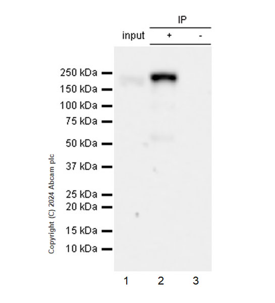 Immunoprecipitation - Anti-MRC2/ENDO180 antibody [EPR29048-78] - BSA and Azide free (AB317749), expandable thumbnail