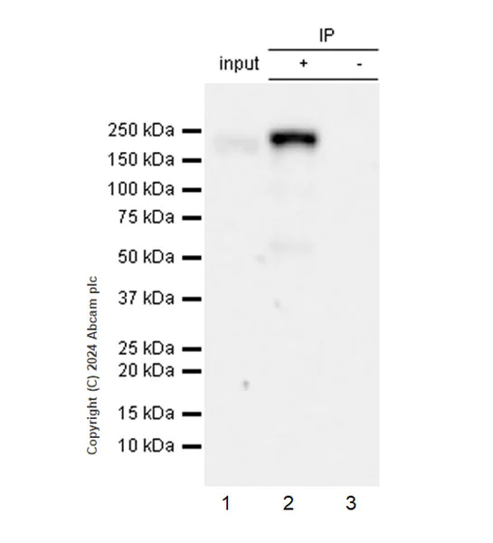 Immunoprecipitation - Anti-MRC2/ENDO180 antibody [EPR29048-78] - BSA and Azide free (AB317749)