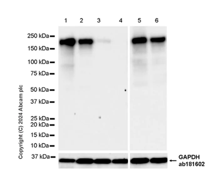 Western blot - Anti-MRC2/ENDO180 antibody [EPR29048-78] - BSA and Azide free (AB317749)