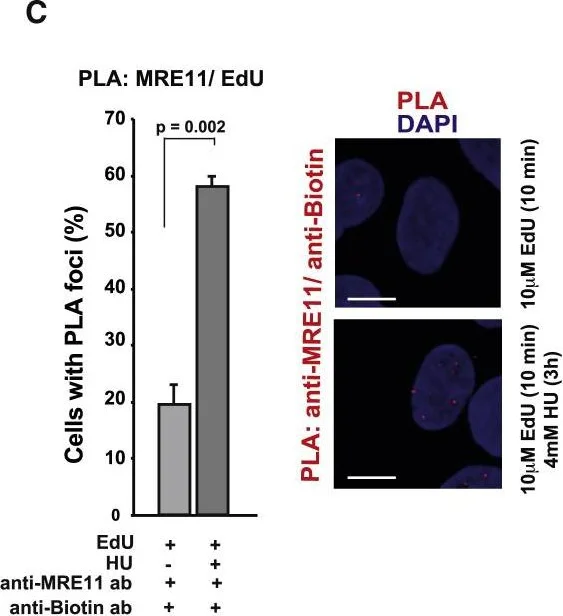 Other - Anti-Mre11 antibody [12D7] - BSA and Azide free (AB214)
