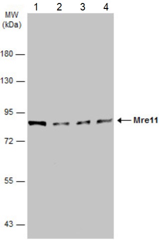 Western blot - Anti-Mre11 antibody [12D7] - BSA and Azide free (AB214), expandable thumbnail
