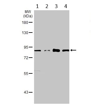 Western blot - Anti-Mre11 antibody [12D7] - BSA and Azide free (AB214)