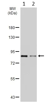 Western blot - Anti-Mre11 antibody [12D7] - BSA and Azide free (AB214)