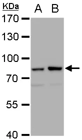 Western blot - Anti-Mre11 antibody [12D7] - BSA and Azide free (AB214)