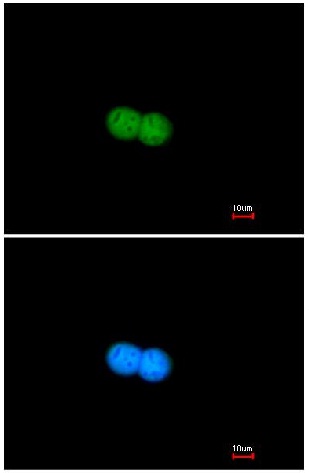 Immunocytochemistry/ Immunofluorescence - Anti-Mre11 antibody (AB154480), expandable thumbnail