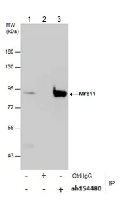 Immunoprecipitation - Anti-Mre11 antibody (AB154480)