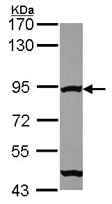 Western blot - Anti-Mre11 antibody (AB154480), expandable thumbnail