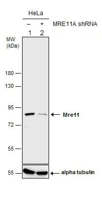 Western blot - Anti-Mre11 antibody (AB154480)