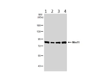 Western blot - Anti-Mre11 antibody (AB154480)