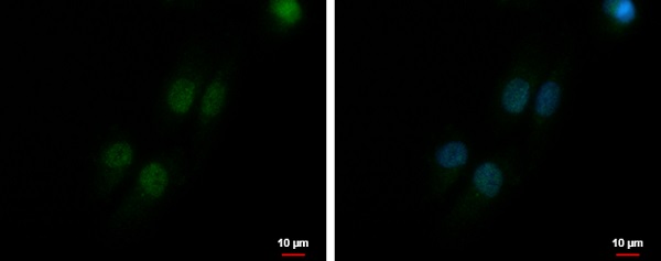 Immunocytochemistry/ Immunofluorescence - Anti-Mre11 antibody - C-terminal (AB227452), expandable thumbnail