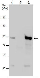 Immunoprecipitation - Anti-Mre11 antibody - C-terminal (AB227452), expandable thumbnail