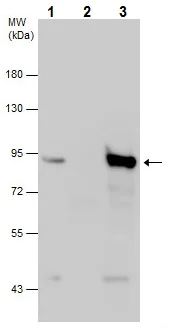 Immunoprecipitation - Anti-Mre11 antibody - C-terminal (AB227452)