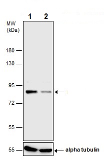 Western blot - Anti-Mre11 antibody - C-terminal (AB227452), expandable thumbnail
