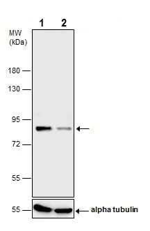 Western blot - Anti-Mre11 antibody - C-terminal (AB227452)