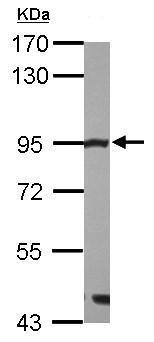 Western blot - Anti-Mre11 antibody - C-terminal (AB227452), expandable thumbnail